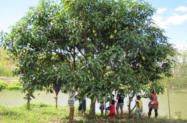 climbing-the-mango-tree